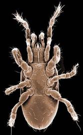  Athiasella  male venter (DEW)