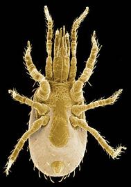  Stratiolaelaps  female venter