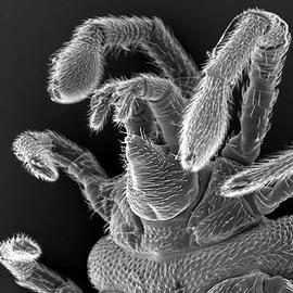 Subcapitulum of velvet mite (DEW)