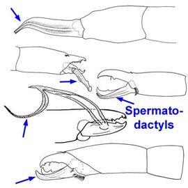  Spermatodactyls
