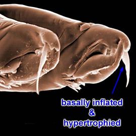 Chelicerae of  Androlaelaps  sp.
