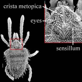 Crista metopica, eyes, and sensillum