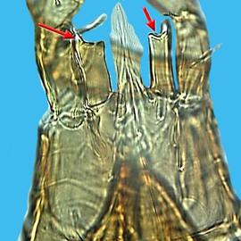 Corniculi truncate and toothed