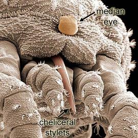 Attenuate-edentate stylets;  Bimichaelia  median eye (DEW)