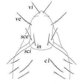   Grandjeanicus  prodorsum
