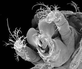   Hybalicus  gnathosoma
