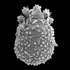   Nanorchestes  s.l. (DEW)
