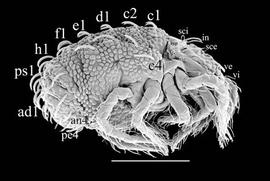   Terpnacarus gibbosus  (DEW)
