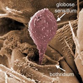 Capitate; pygmephorid bothridial sensillum (DEW)