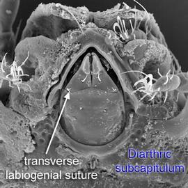 Camerostome with diarthric subcapitulum (DEW)
