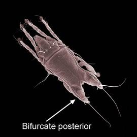 Male feather mite ( Aetacarus ) (DEW)