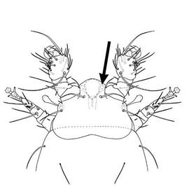 Females stigmata open anterolaterally on the 'shoulders' of the prodorsum