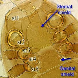Pachylaelapid sternal shield and showing a single genital shield (DEW)