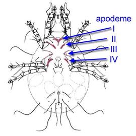 Venter of acarid mite (DEW)