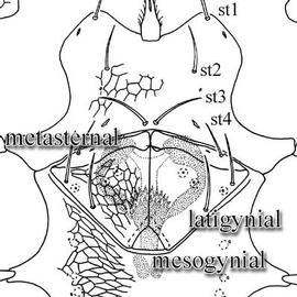 Genital region; trigynaspid condition (DEW)