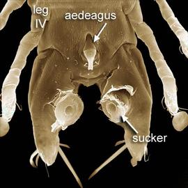 Aedeagus and ventral suckers of male feather mite (DEW)