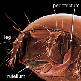 Pedotectum and rutellum (DEW)