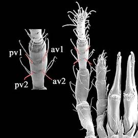 6/4 dorsal/ventral setae