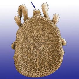 Argasid tick ( Carios ) dorsal (DEW)