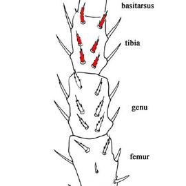 6/4 dorsal/ventral setae