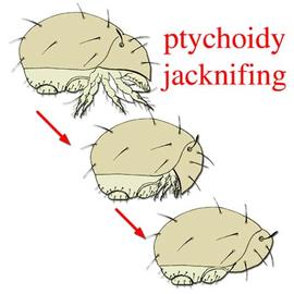 Ptychoid oribatid mite