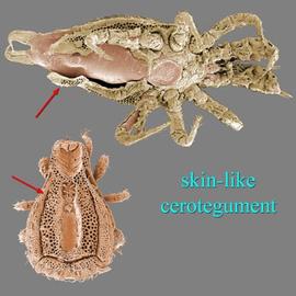 Uropodine mites (DEW)