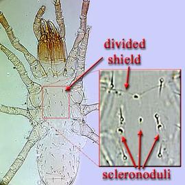 Scleronoduli and divided shield