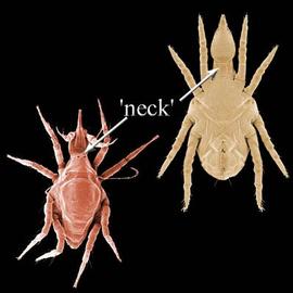 Cunaxid mites (DEW)