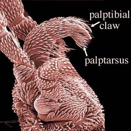  Palps with a well-developed clawlike seta