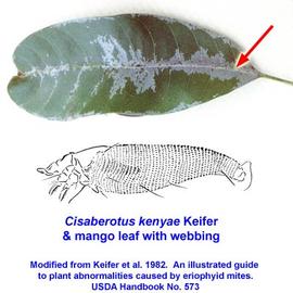  Cisaberotus kenyae  and mango leaf with webbing