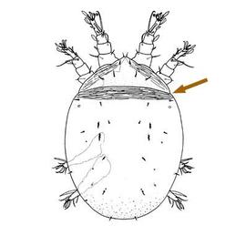 Acarid heteromorphic deutonymph with sejugal suture, dorsal (DEW)