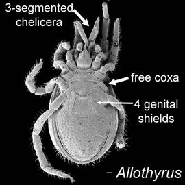 Venter of female  Allothyrus  (DEW)
