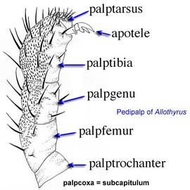  Allothyrus  palp (DEW, JC)