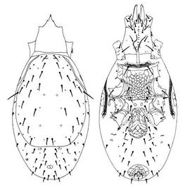  Arctacarus  female dorsum and venter (JB, DEW)