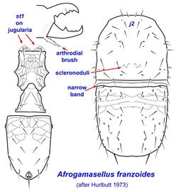  Afrogamasellus franzoides  Hurlbutt