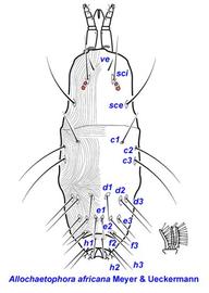   Allochaetophora africana  female dorsum andnbsp;pretarsus
