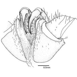 Chelicerae of an amblypygid (CH, DEW)
