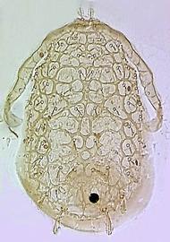 Dorsal shield well sclerotized, often strongly ornamented;  Ameroseius  (DEW)