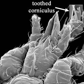  Ameroseius  subcapitulum with toothed corniculi (DEW)