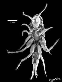 Talitrid amphipod ventral view (DEW)