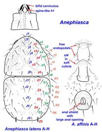 Male  Anephiasca latens  dorsum, subcapitulum; female  A. affinis  venter