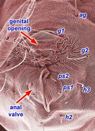  Two pairs of  ps -setae on the anal valves in the Tetranychinae (Bryobiinae have three pairs).
