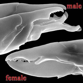 Male and female chelicerae of  Antennoseius 
