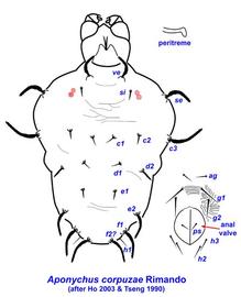  Aponychus corpuzae  female
