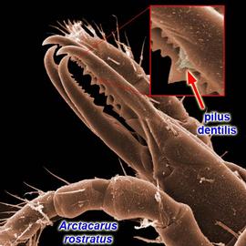  Arctacarus  chelicera