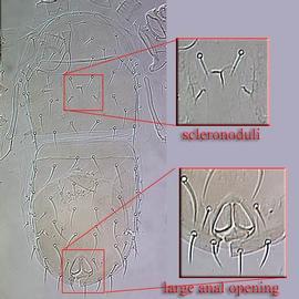  Protogamasellus mica  group species