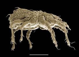 Histiostomatid (DEW)