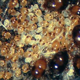 Brownish acariform mites without prodorsal sensilla and with purple glands (DEW)