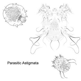 Some parasitic astigmatids (DEW)