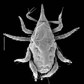 Bdellidae snout mite (DEW)